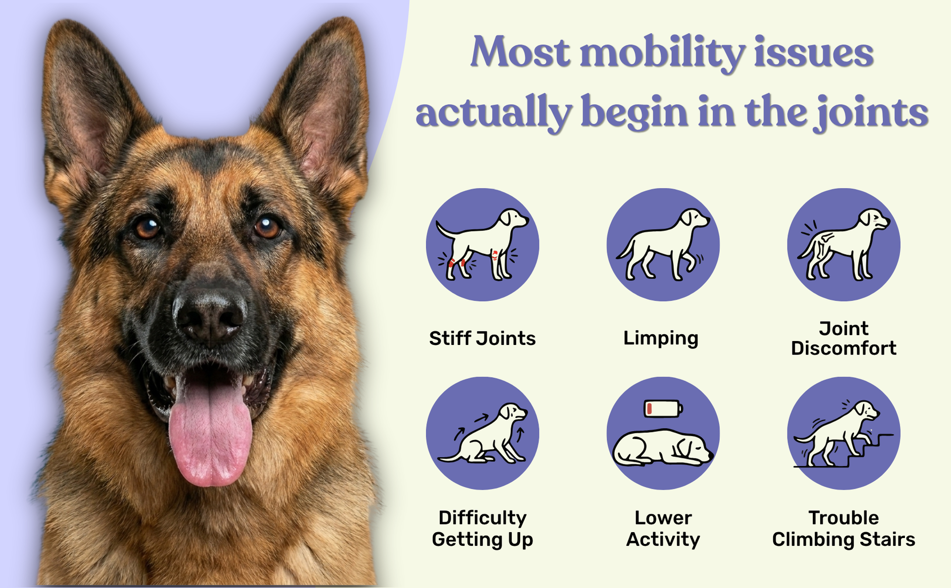 Absolut Pet Hip & Joint Chews for Dogs, Glucosamine & Mobility | 60 Chews