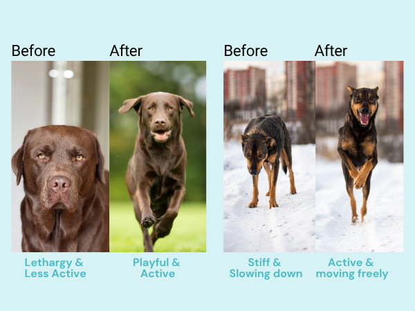 Jounce® Hip & Joint Supplement for Dogs, 30 Crunchies for Stiffness, Limping, Joint Pain & Dogs Prone to Hip Dysplasia with Collagen, Boswellia Serrata & Chondroitin for Mobility & Cartilage Support