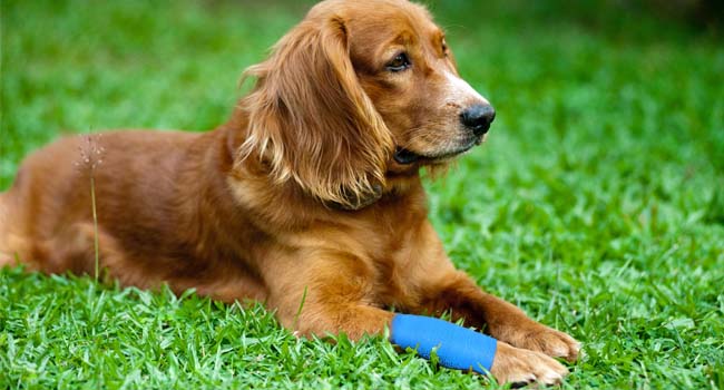 15 Rolls Self Adhesive Bandage Wrap | Non-Woven Self Adherent Vet Wrap Tape, Athletics Elastic Bandage for Sports,Pet Bandage, 5CM x 4.5M Cohesive Bandage Tape for Wrist & Ankle Sprain-Colorful