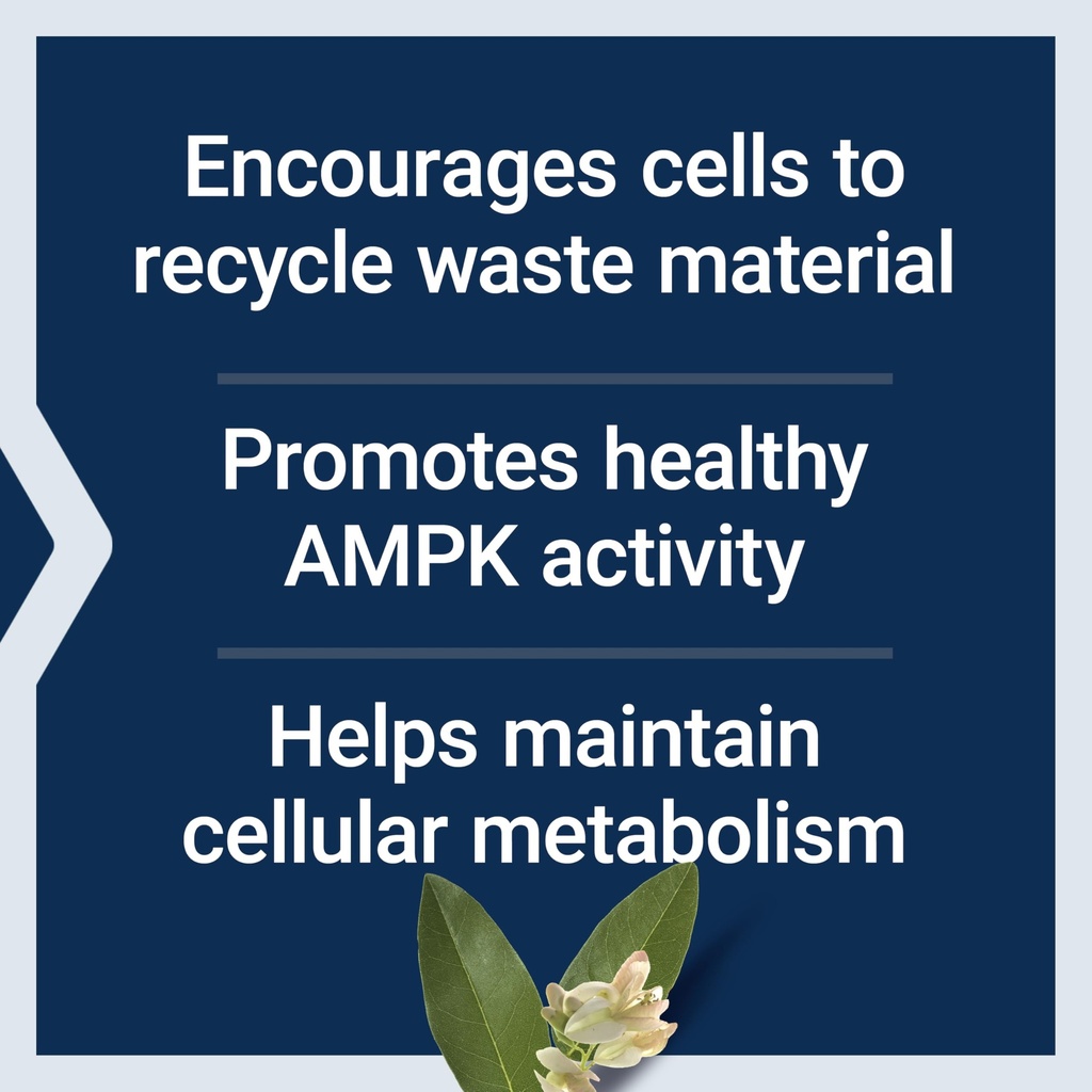 life-extension-geroprotect-autophagy-ren-4.jpg