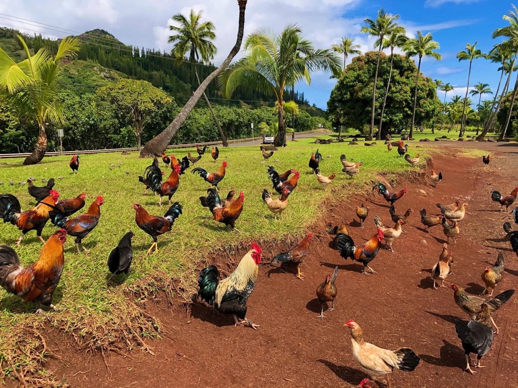 farmalab-b12-b15-for-roosters-b15-b12-pa-2.jpg