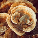 pure-original-ingredients-turkey-tail-mu-4.jpg