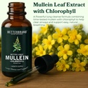 betterlungs-mullein-leaf-extract-and-eld-2.jpg
