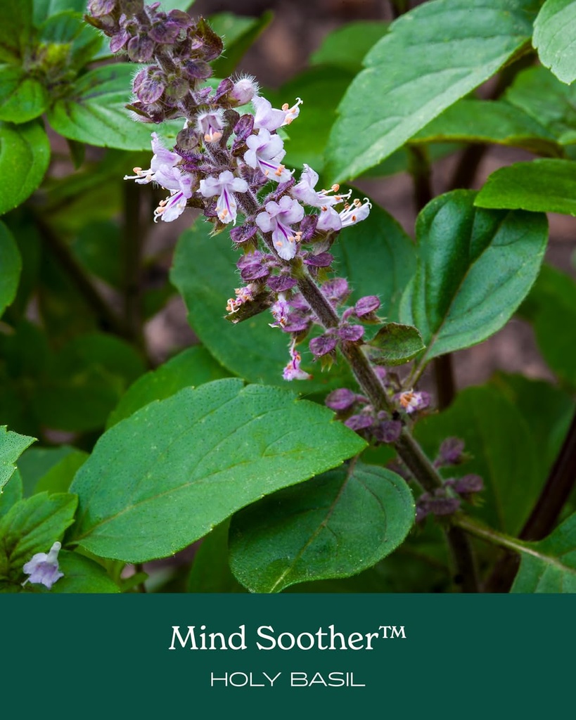 herb-pharm-mind-soother-holy-basil-liqui-6.jpg