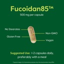 bestvite-fucoidan-extract-500mg-standard-6.jpg