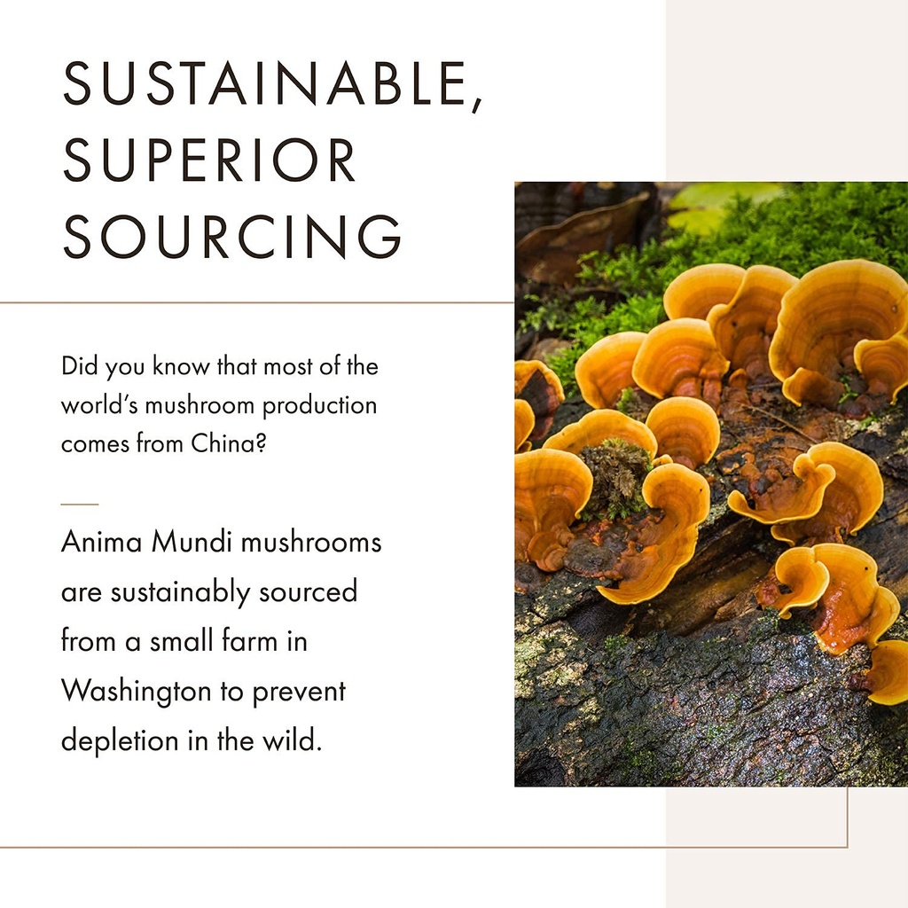 anima-mundi-apothecary-chaga-mushroom-po-2.jpg
