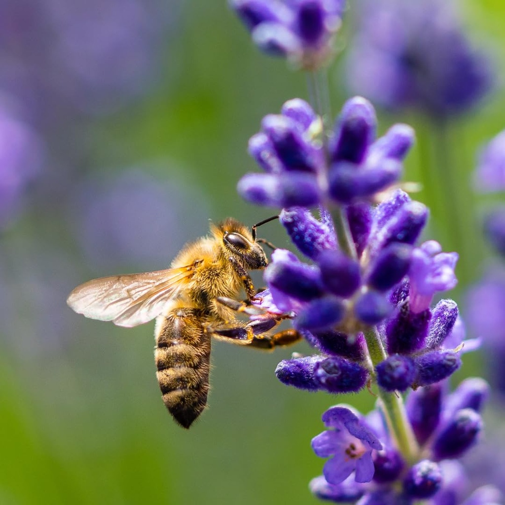 earthborn-elements-bee-pollen-200-capsul-5.jpg
