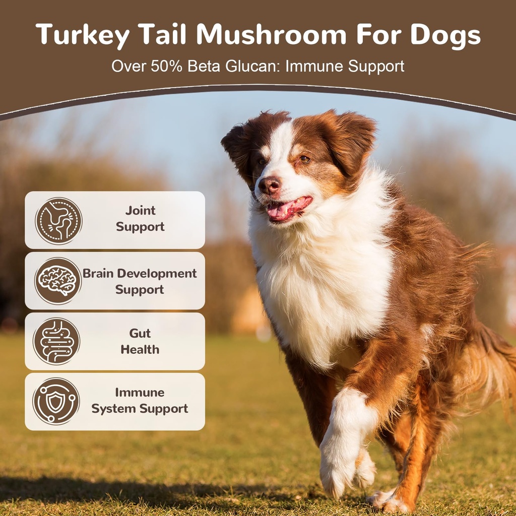 turkey-tail-mushroom-for-dogs-cats-organ-3.jpg