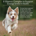 rx-vitamins-amino-b-plex-cat-dog-supplem-3.jpg