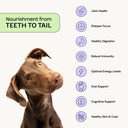 daily-probiotic-prebiotic-postbiotic-dog-2.jpg