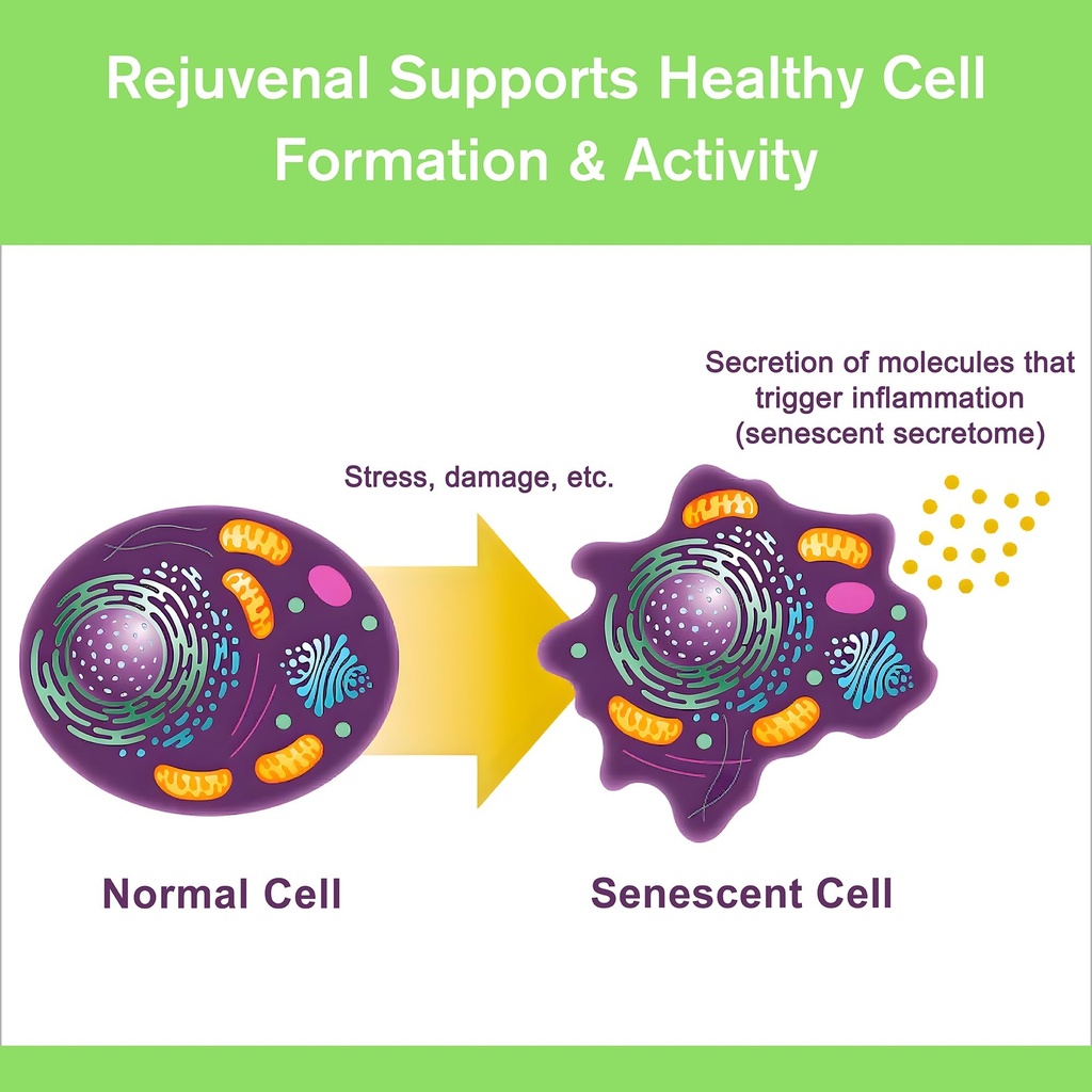 rejuvenal-supports-healthy-aging-longevi-3.jpg