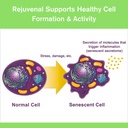 rejuvenal-supports-healthy-aging-longevi-3.jpg