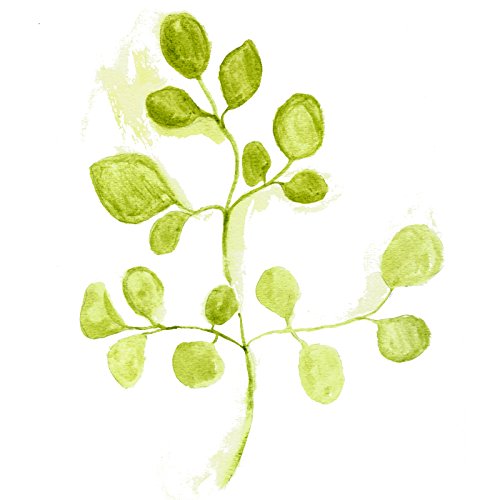 moringa-2oz-powder-organic-5.jpg