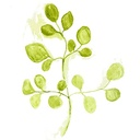 moringa-2oz-powder-organic-5.jpg