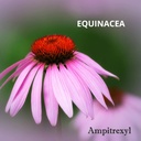 ampitrexyl-formula-antioxidant-capsules--6.jpg
