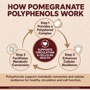 extra-strength-pomegranate-extract-20-1--5.jpg