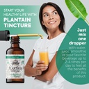 plantain-tincture-organic-plantain-extra-2.jpg