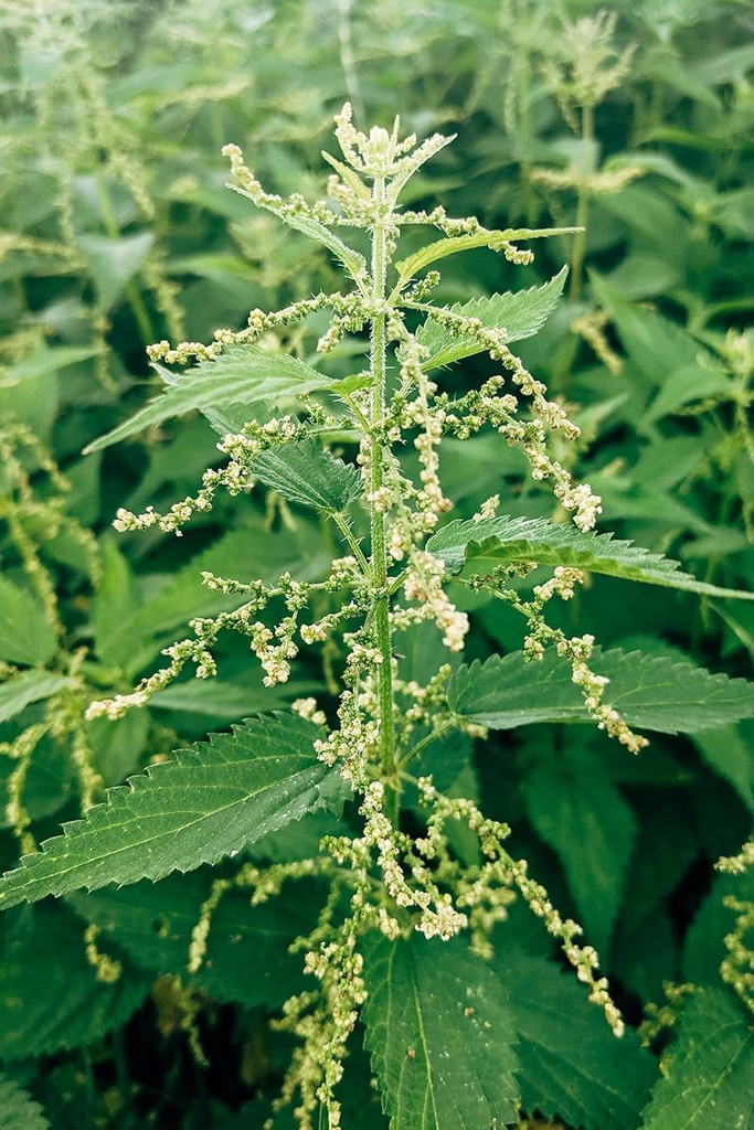 stinging-nettle-seeds-urtica-dioica-from-4.jpg