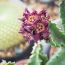 earthborn-elements-caralluma-fimbriata-2-5.jpg