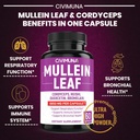 2-packs-mullein-leaf-capsules-6850mg---m-5.jpg