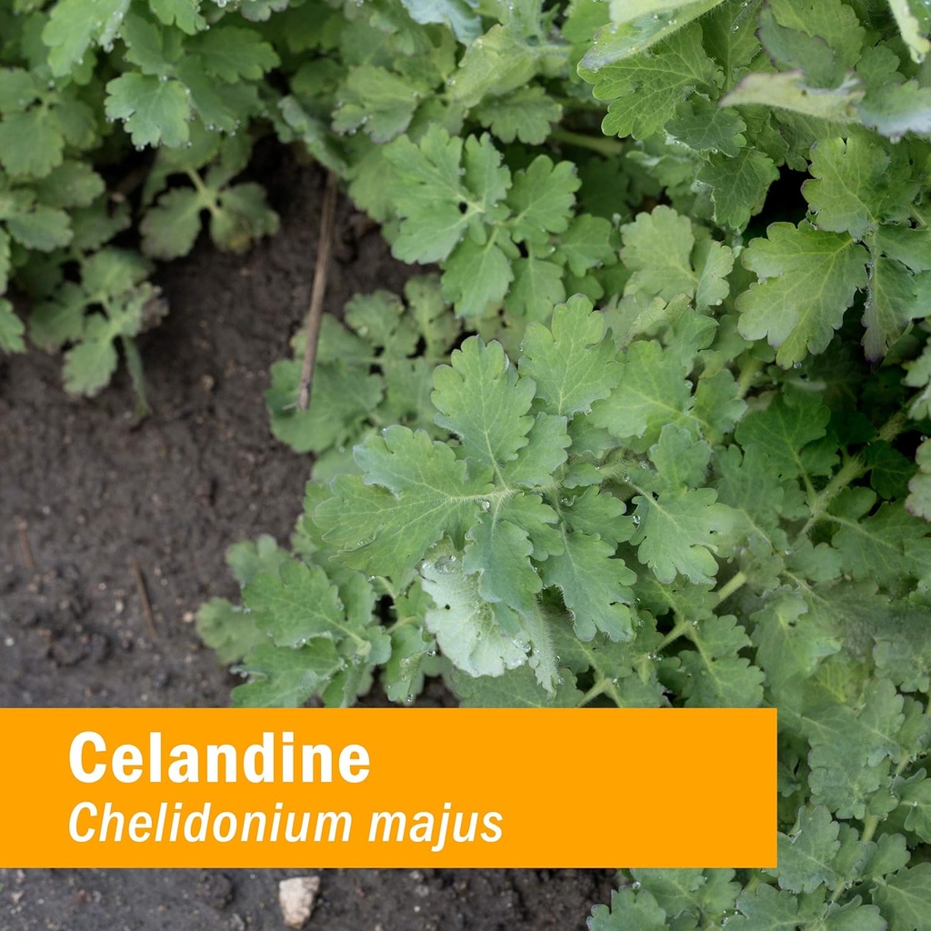 herb-pharm-certified-organic-celandine-l-2.jpg