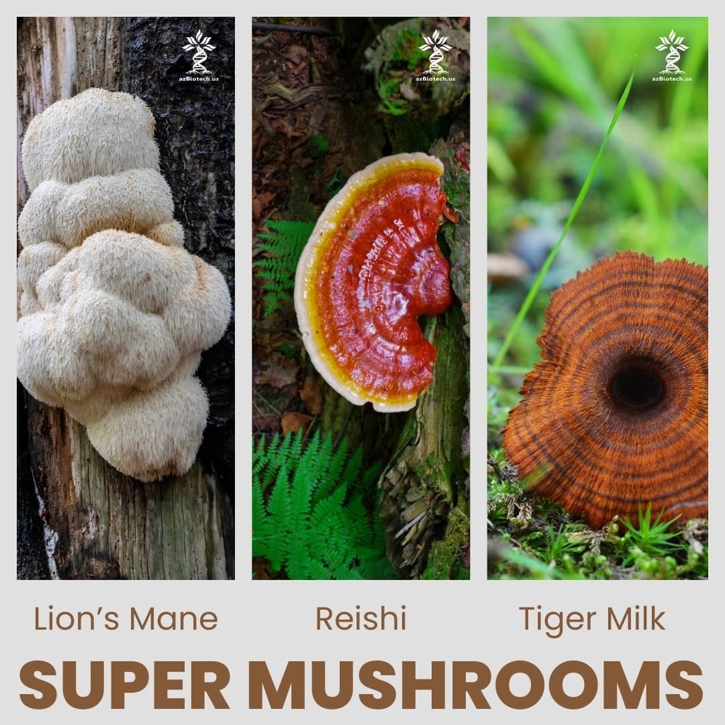 super-mushrooms-extract-3-mushrooms-lion-2.jpg
