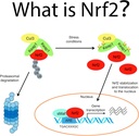 nrf2-activator-antioxidant-supplements-f-5.jpg