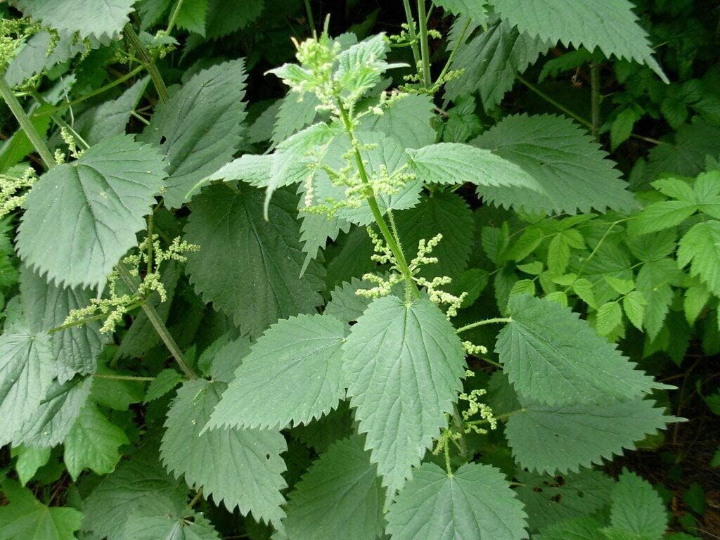 stinging-nettle-urtica-dioica--100-seeds-3.jpg