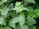 stinging-nettle-urtica-dioica--100-seeds-3.jpg