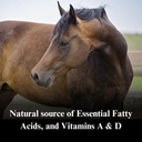 su-per-cod-liver-oil-for-horses---horse--4.jpg