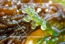 ocean-essence---okinawa-mozuku-fucoidan--6.jpg