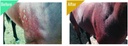 big-mare-horse-medicated-body-wash-clini-5.jpg
