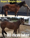 super-weight-gain-40-lb-equine-vitamin-m-3.jpg