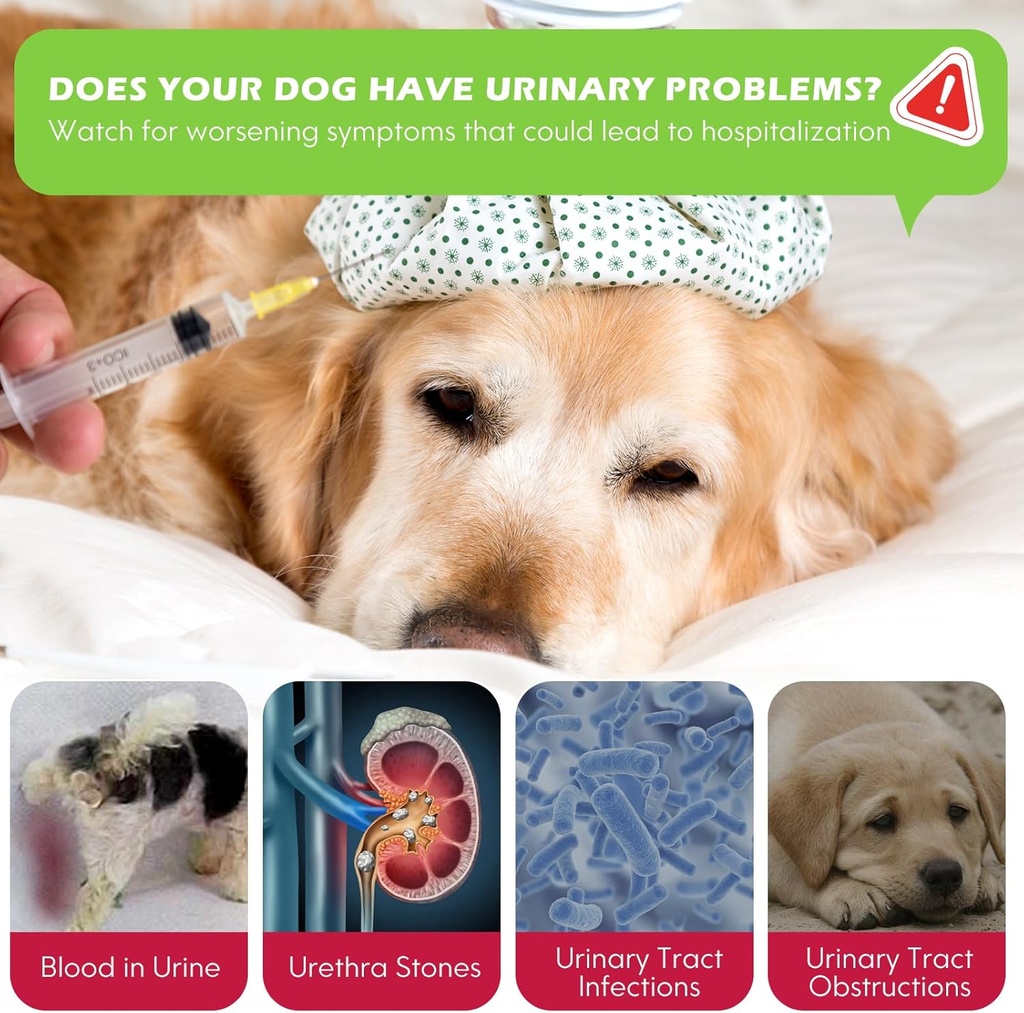 dog-uti-treatment-xsvseie-urinary-tract--4.jpg