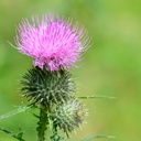 natures-answer-milk-thistle-seed-with-or-6.jpg