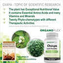 organoplex---chaya-tree-spinach---leaf-p-6.jpg