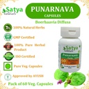 Punarnava Forte Capsule 500 mg. 60 Veg. Capsule | Punarnava (Boerhaavia Diffusa) Extract Capsules for Men and women | Ayurvedic Herbal Supplement/Remedies | 10:1 Forte (1 Bottle of 60 Capsules) 6