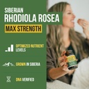 Max Strength Siberian Rhodiola®: Rhodiola Rosea 5% Rosavins, 2% Salidroside & BioPerine® for Enhanced Absorption – Helps Support Stress, Energy & Focus* – Grown in Siberia, DNA Verified (60 Capsules) 3