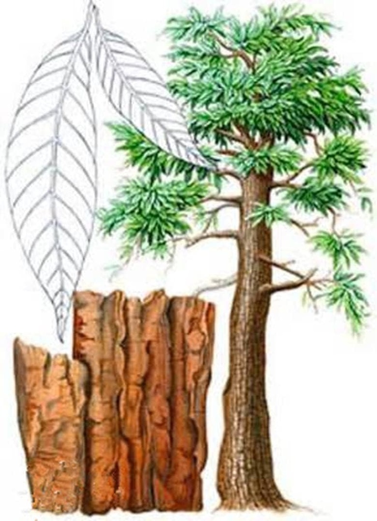 50 Gram Ultra-high Purity 98% Yohimbine Hydrochloride Yohimbe HCL,100% Natural Extract Powder 3