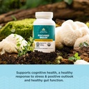 Ancient Nutrition Regenerative Organic Certified Focused Brain Capsules, Made with Ginkgo Leaf, Lion's Mane to Help Reduce Stress, Gluten Free, Paleo and Keto Friendly, 90 Count 4