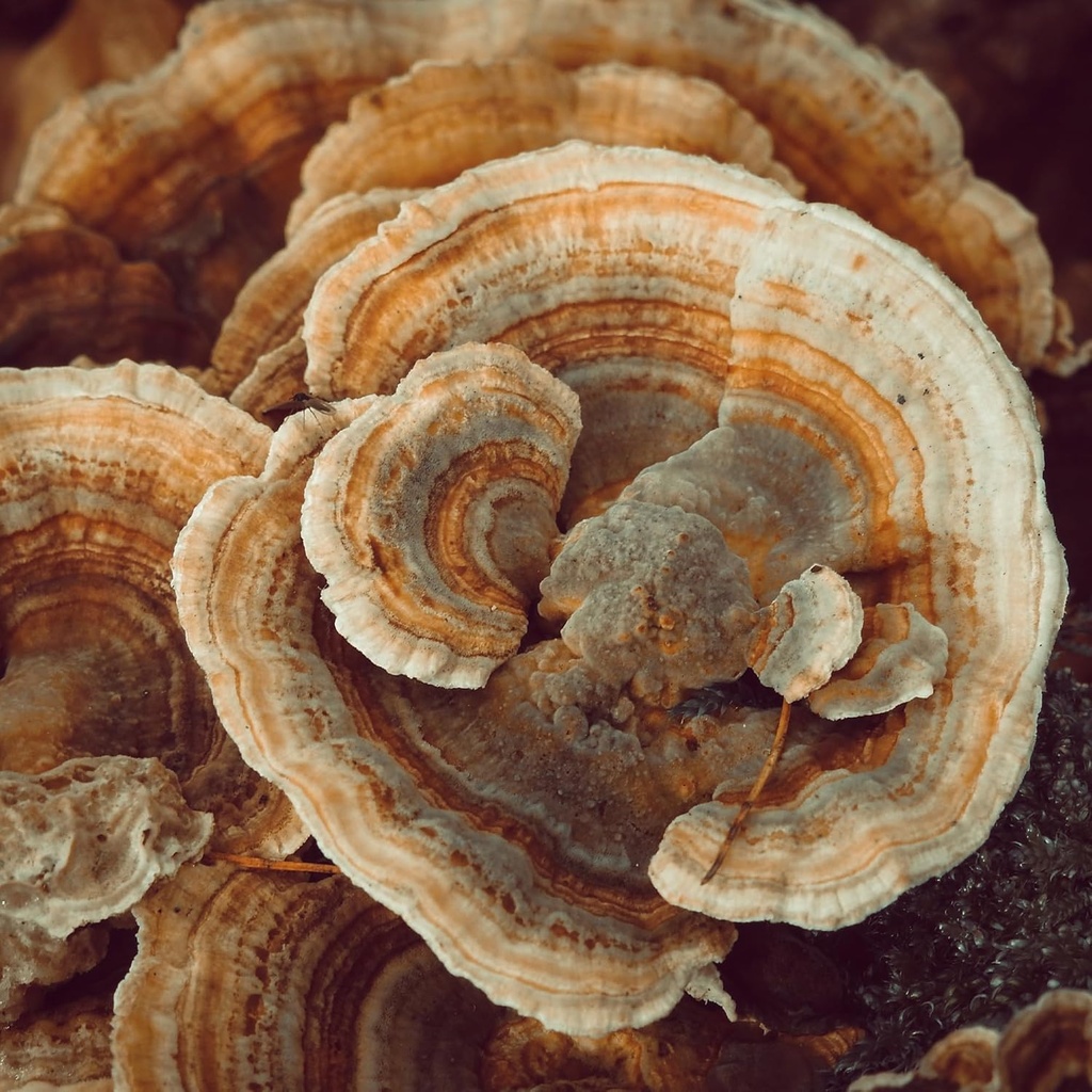 Earthborn Elements Turkey Tail Mushroom 200 Capsules, Pure & Undiluted, No Additives 6