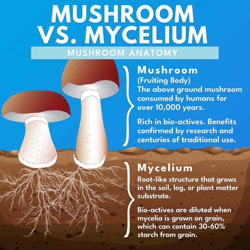 Bold Botanica Lion’s Mane Mushroom Capsules - 100% Fruiting Body – Concentrated Organic Lion’s Mane Extracts – Nootropic Brain Health – Memory, Mood, Immune Support – 60 Vegan Capsules 6