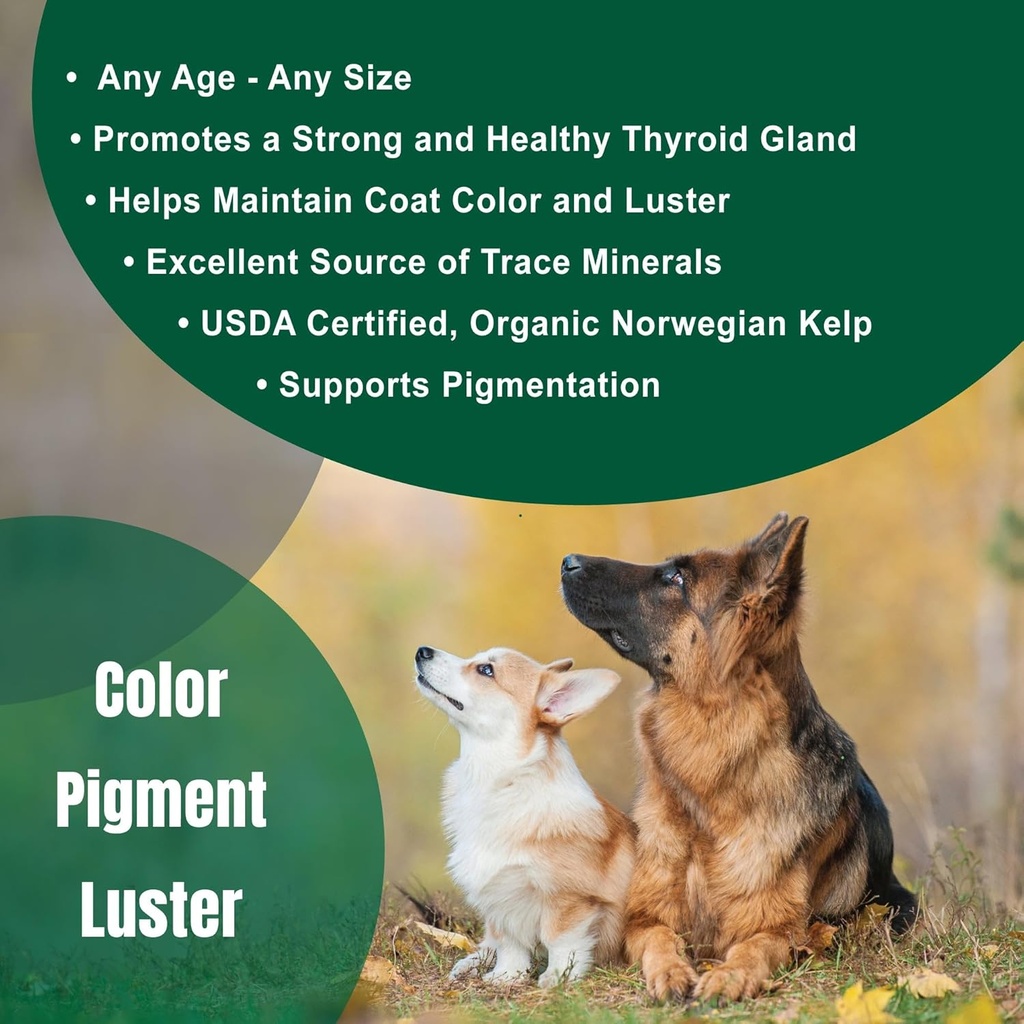 Dogzymes Organic Norwegian Kelp for Pets, a Valuable Nutrition Source Rich in Iodine to Support Gland Function, Especially The Thyroid (12 Ounce) 5