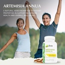 Jiva Botanicals Artemisia Annua Sweet Wormwood Capsules - Supports Immune System & Normal Liver Health - Made in The USA - 90 Capsules 6