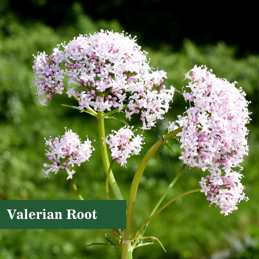 Valerian Root Liquid Drops Valerian Root Extract Liquid Valeriana officinalis, Herbal Supplement,Support Sleep, Calm and Stress Relief,1-Ounce 3