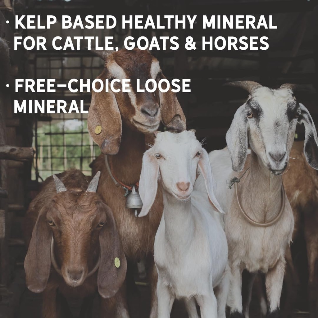 New Country Organics I Organic Kelp Supplement for Cattle, Goats & Horses I Certified Organic Non-GMO, Natural Mineral Blend I Sea Kelp Powder with Essential Calcium & Phosphorus I 40 lbs 4