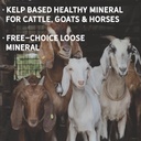 New Country Organics I Organic Kelp Supplement for Cattle, Goats & Horses I Certified Organic Non-GMO, Natural Mineral Blend I Sea Kelp Powder with Essential Calcium & Phosphorus I 40 lbs 4