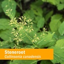herb-pharm-certified-organic-stoneroot-b-5.jpg
