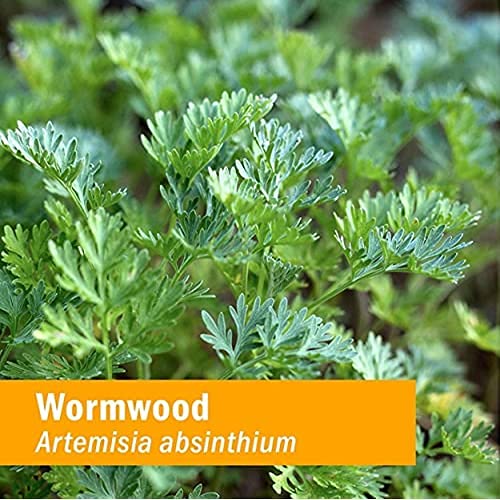 herb-pharm-certified-organic-wormwood-li-6.jpg