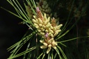 raw-organic-pine-pollen-tablets-60-count-4.jpg